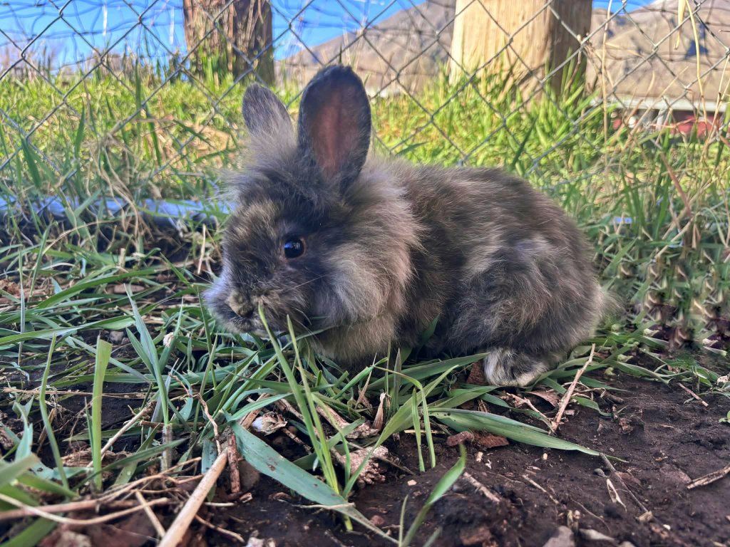 Baby Bunnies- It's so fluffy I'm going to die!!