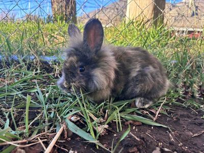 Baby Bunnies- It's so fluffy I'm going to die!!