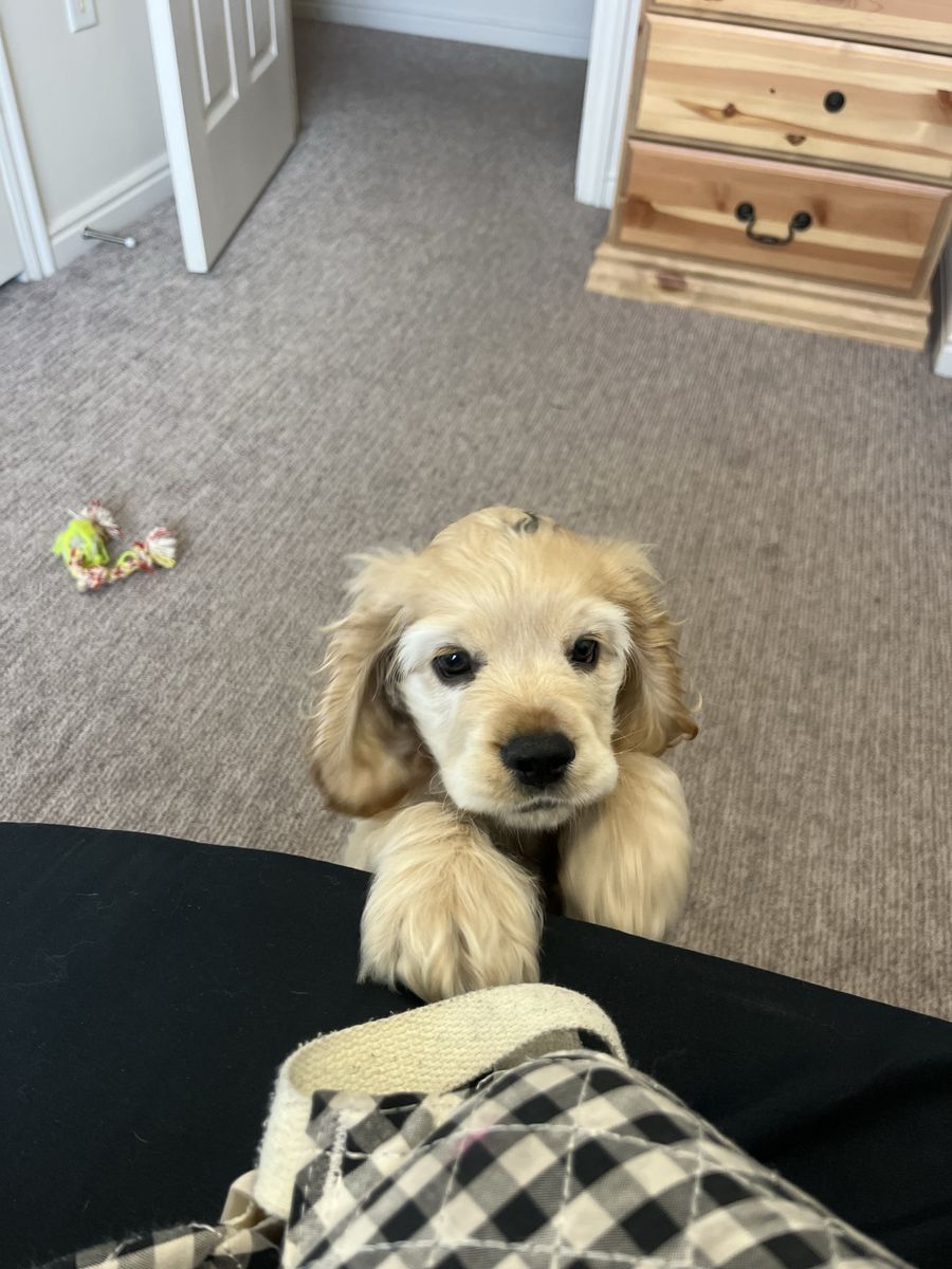 Cocker Spaniel puppy