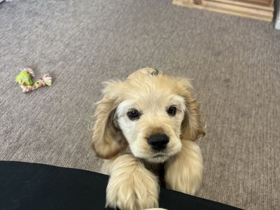 Cocker Spaniel puppy
