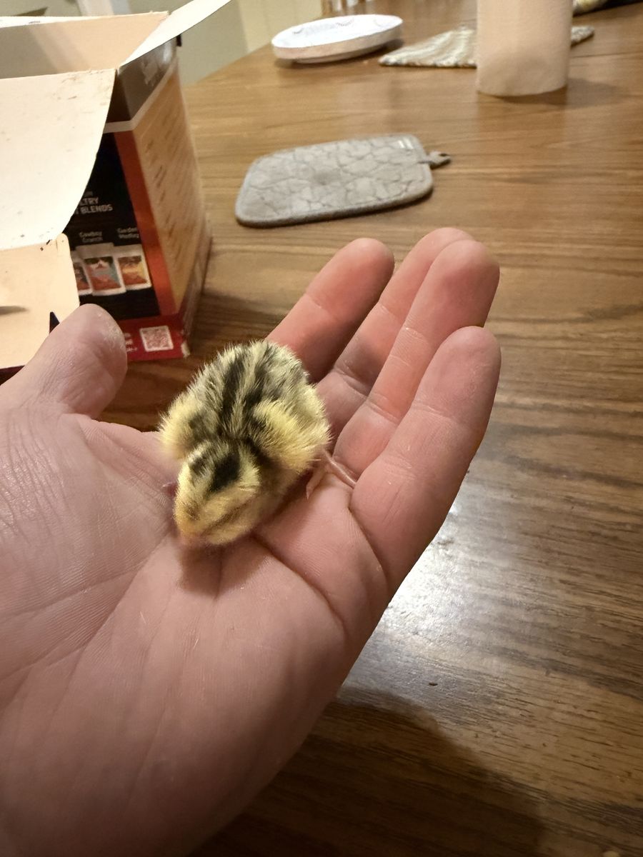 Main image 3