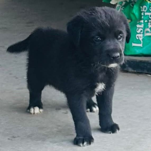 Hello my name is Roo