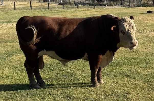 Purebred Hereford Bull