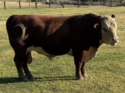 Purebred Hereford Bull