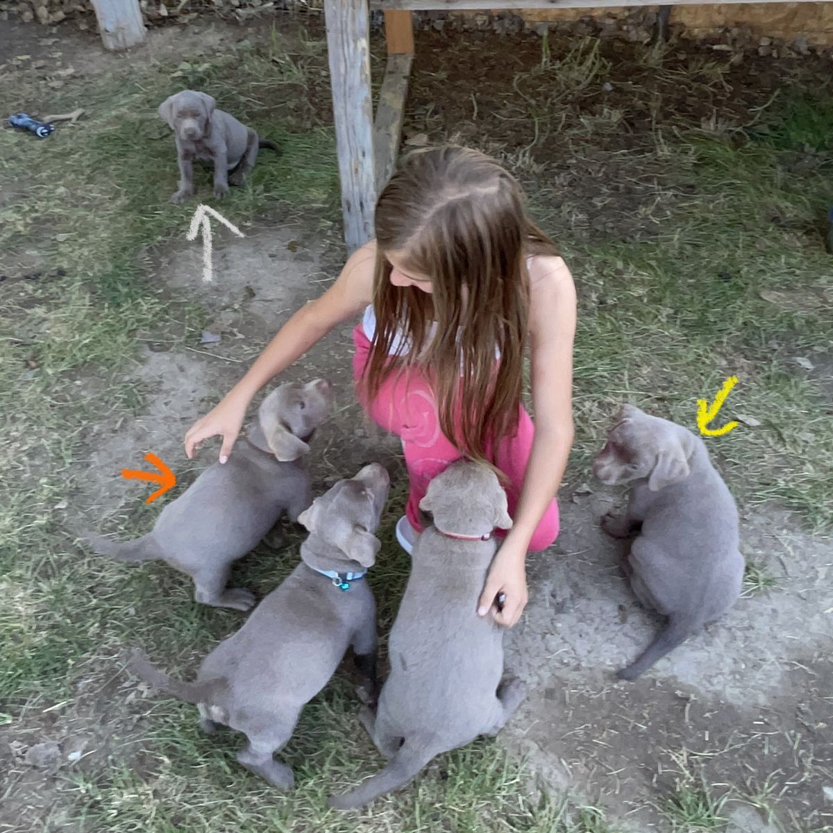 Purebred Silver Lab Puppies