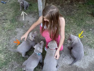 Purebred Silver Lab Puppies