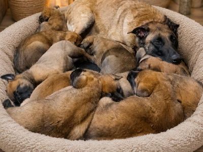Pure Belgain Malinois