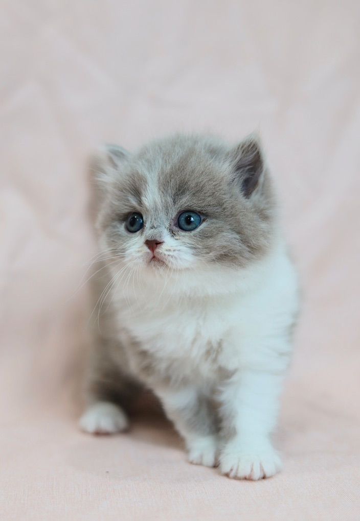 Rare Colored, Pedigreed British Longhair kittens
