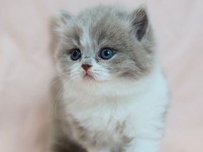 Rare Colored, Pedigreed British Longhair kittens