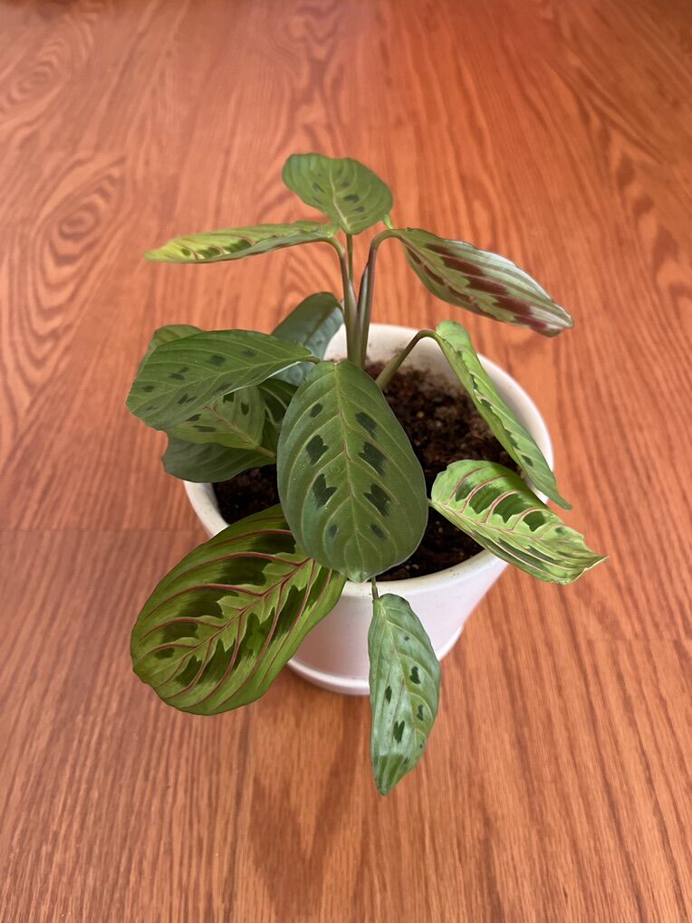 Easy Pet: Praying Hands/Angel Plant/Houseplant