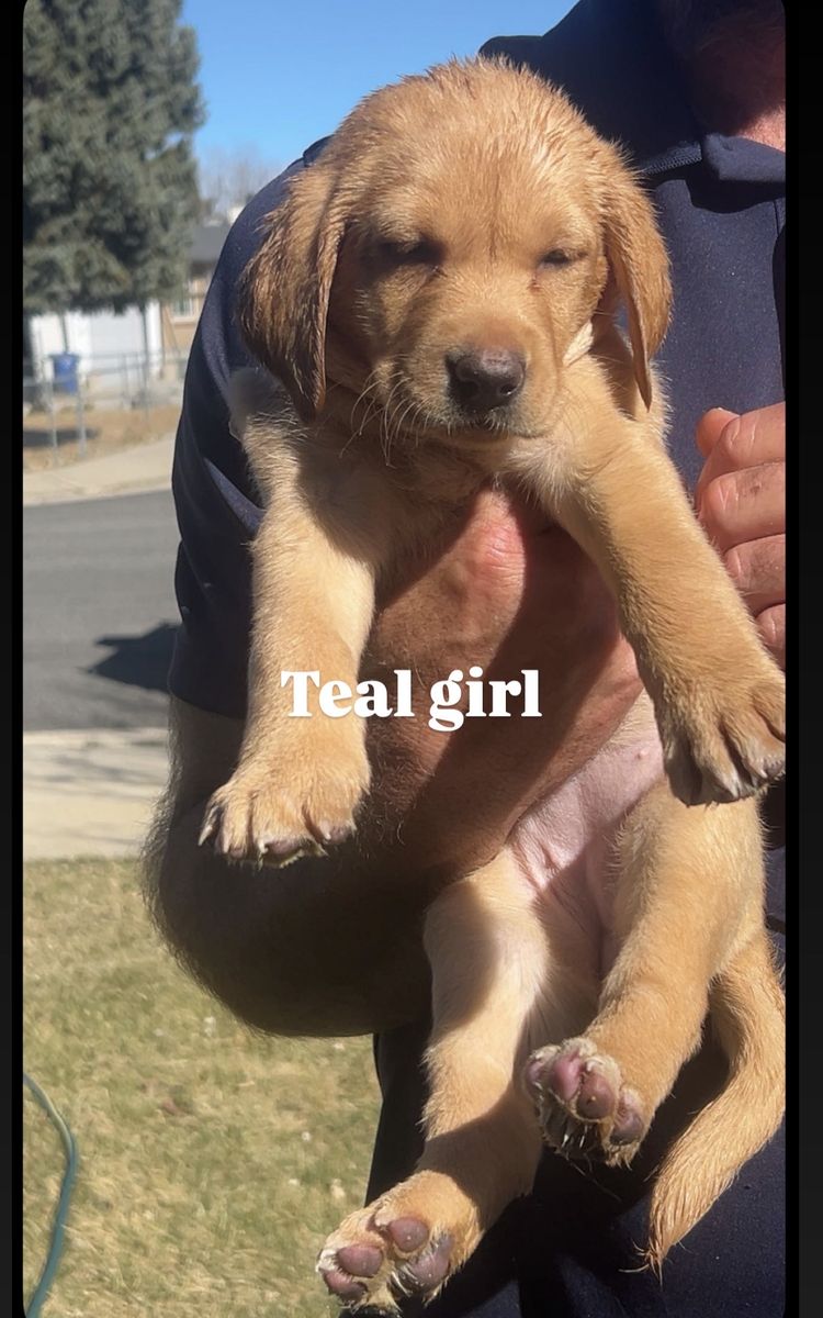Yellow & Black pointing Labs
