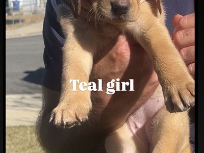 Yellow & Black pointing Labs