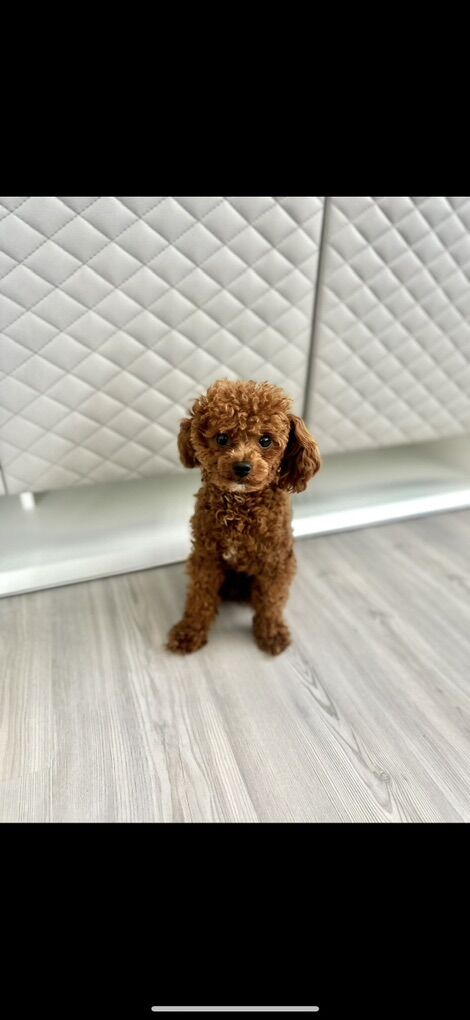 Tiny 4 Pound Deep Red Teacup Poodle Stud