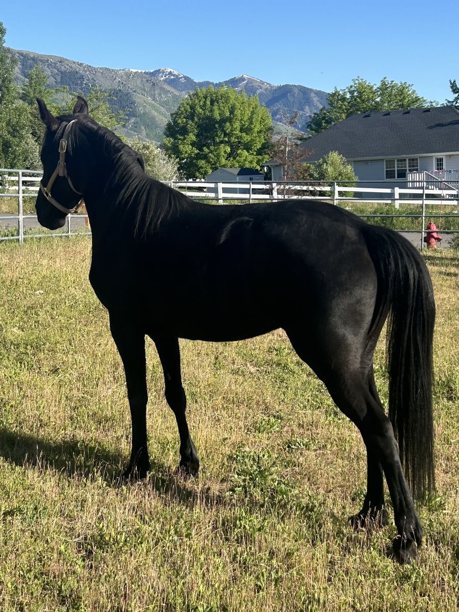 14 yr old Tennessee Walker Mare