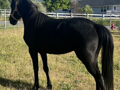 14 yr old Tennessee Walker Mare