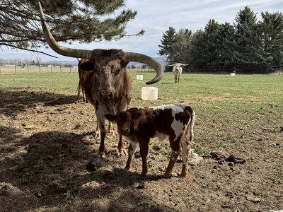 Longhorns for sale