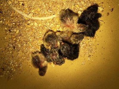 Newly hatched Button Quail