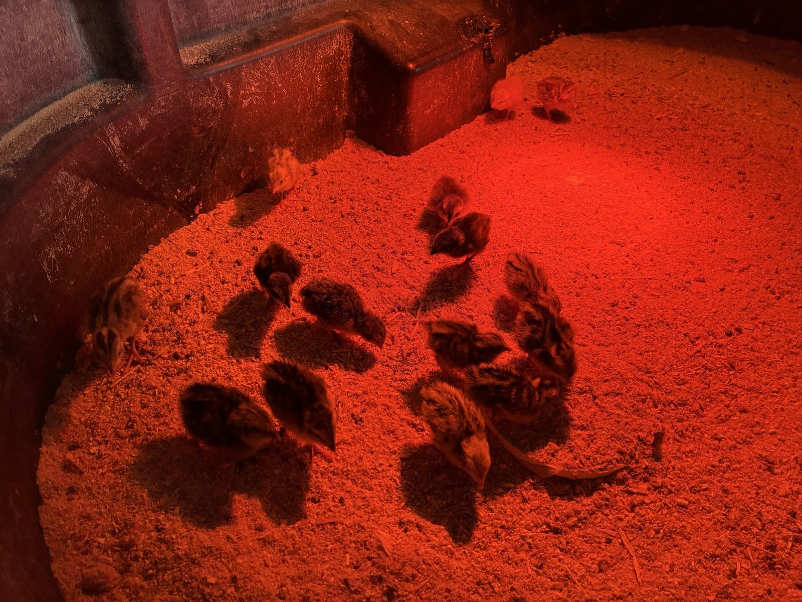Coturnix Quail Chicks