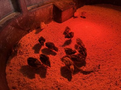 Coturnix Quail Chicks