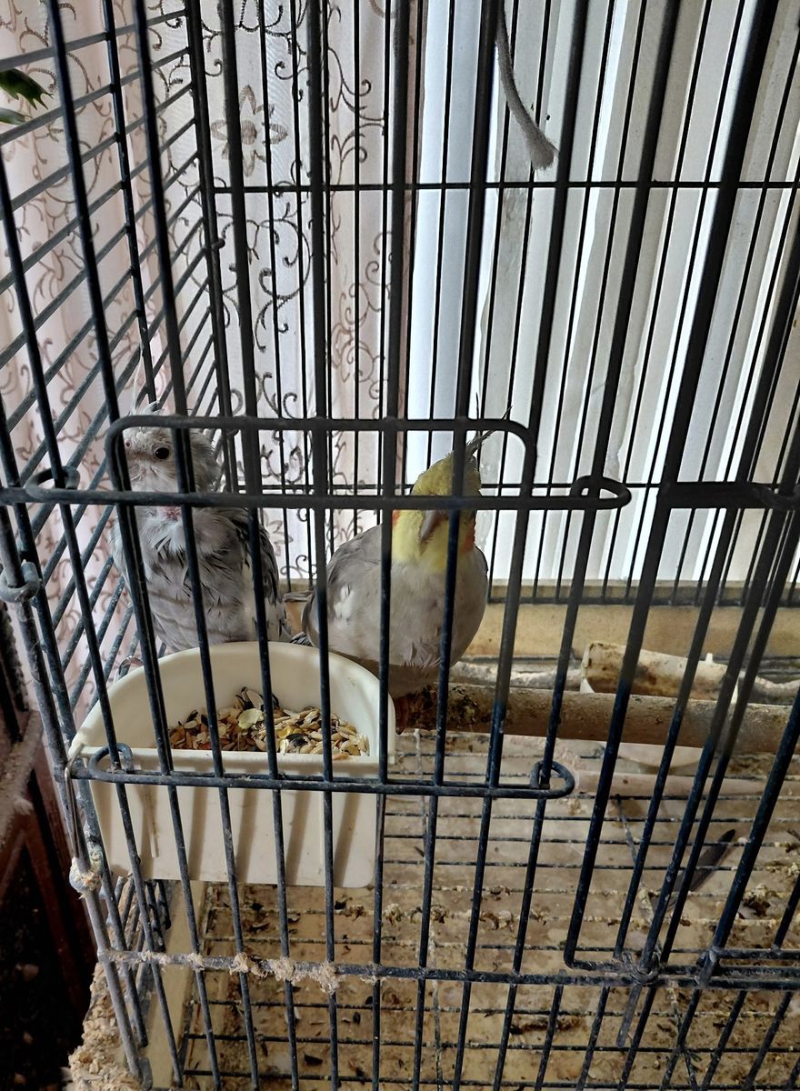 Cockatiels