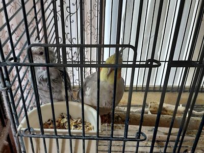 Cockatiels