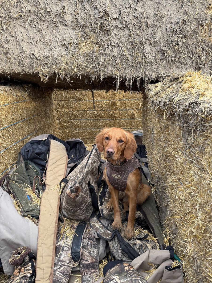 Almost 2 yr old Hunting golden retriever 