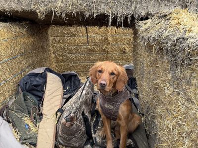 Almost 2 yr old Hunting golden retriever
