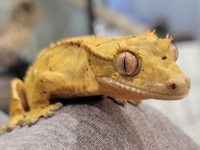 Baby Female Dalmation Crested Gecko