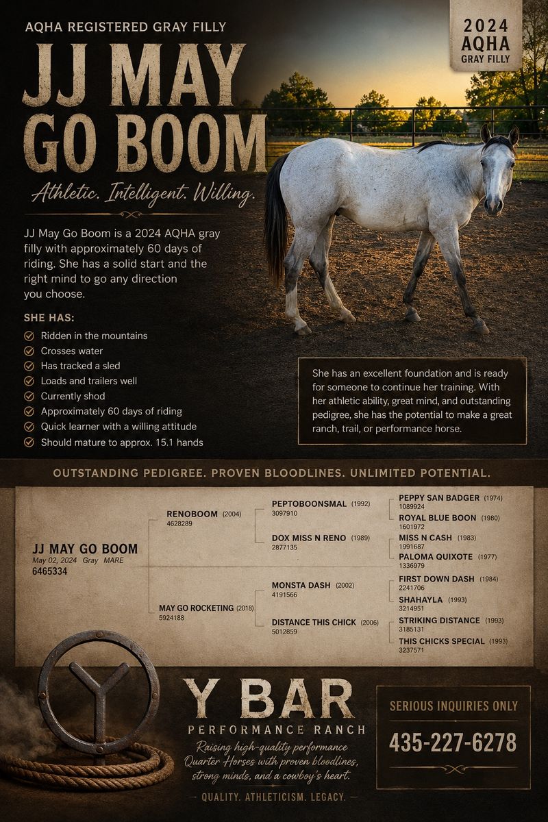 Aqha filly