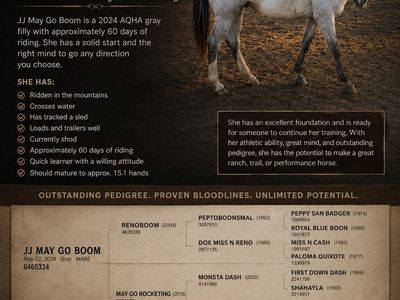 Aqha filly