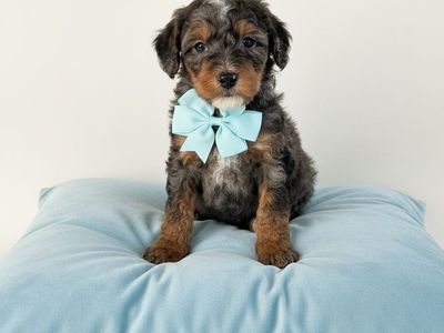 Cutest Golden Mountain Doodles