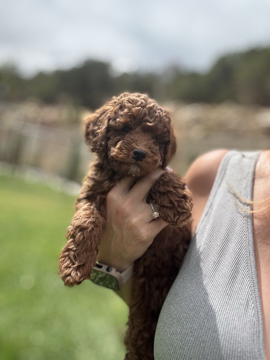 Red Poodle 