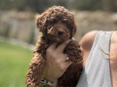 Red Poodle