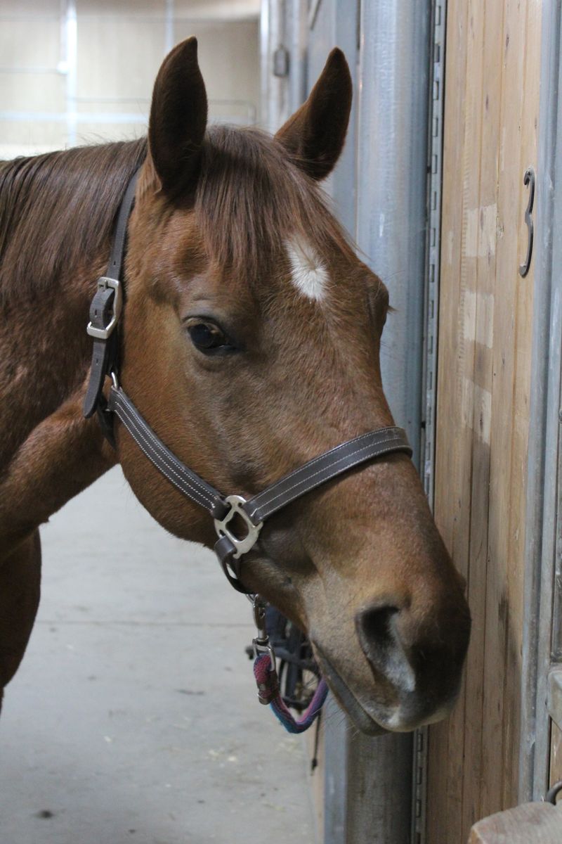 ISO Miniature Horses for Adaptive Equestrian Program