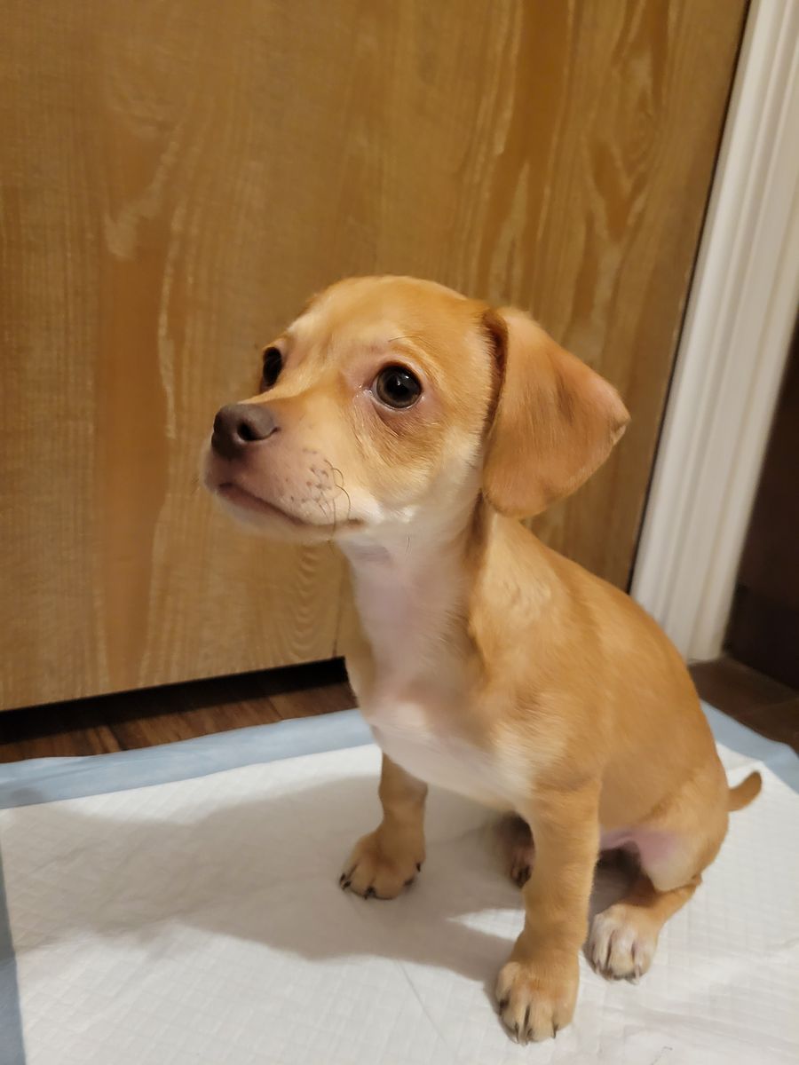 Golden lab