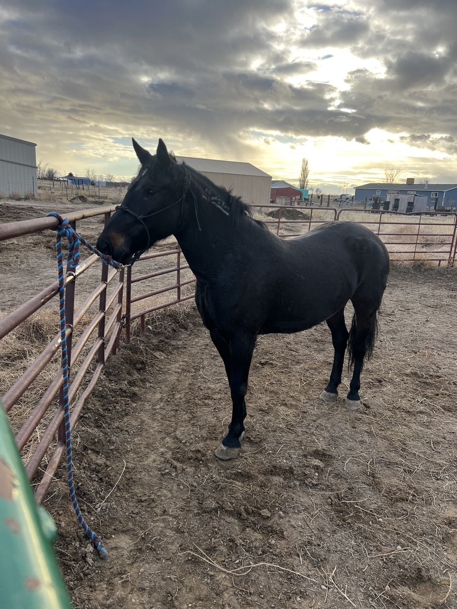 BLM Mare