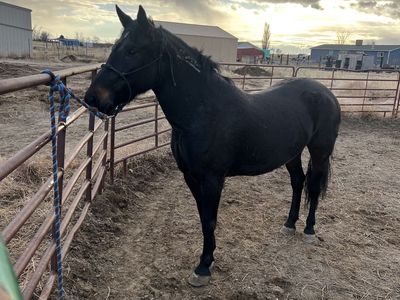 BLM Mare