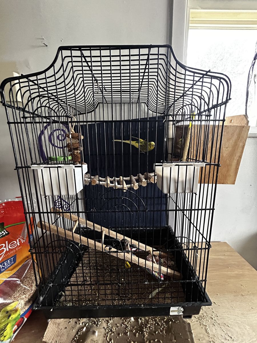 budgies