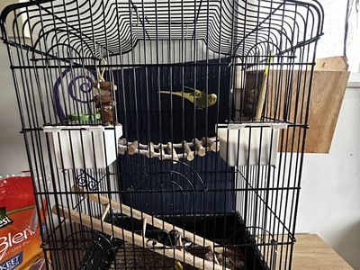 budgies