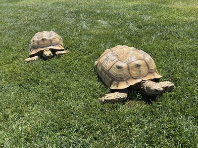2 Large Female Sulcata Tortoises