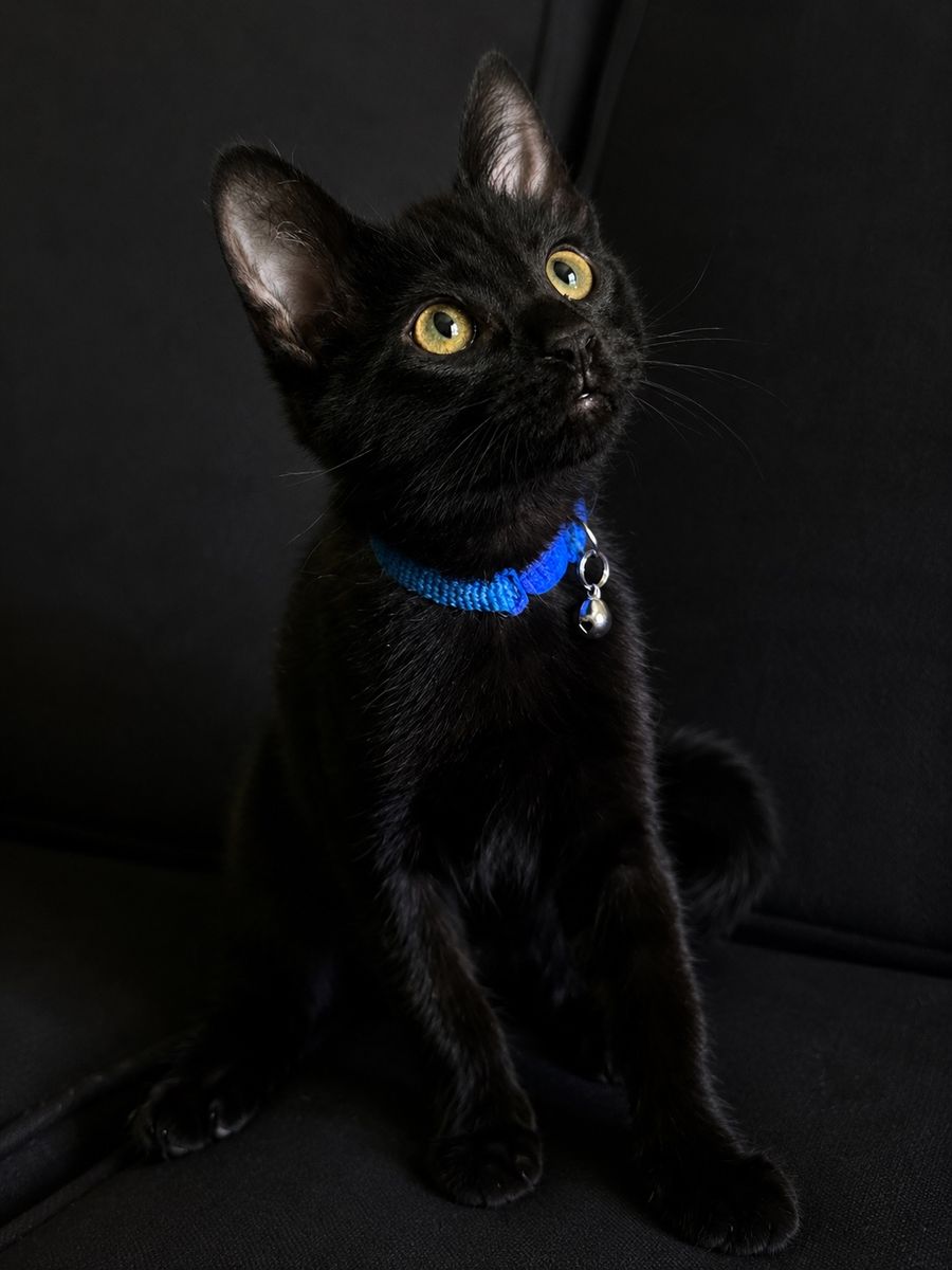 14 Week Old Kittens - 1 Black Boy & 1 Tabby Girl - Vaccinated, Playful & Sweet!
