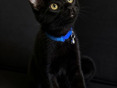 14 Week Old Kittens - 1 Black Boy & 1 Tabby Girl - Vaccinated, Playful & Sweet!
