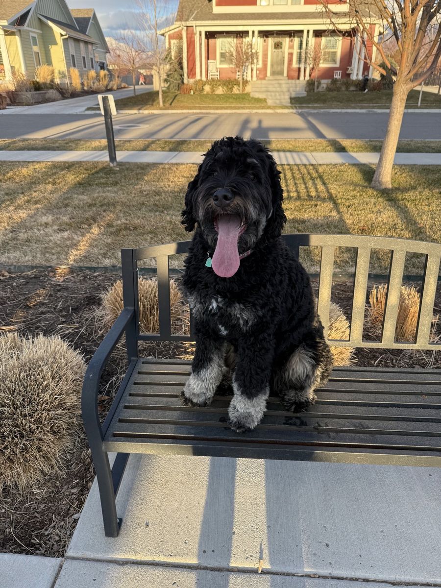 Bernedoodle - 2 years old - Female 