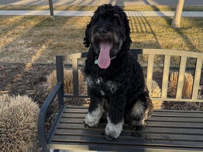 Bernedoodle - 2 years old - Female