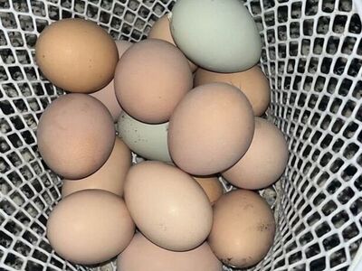 Chicken Eggs