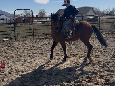 Welsh pony
