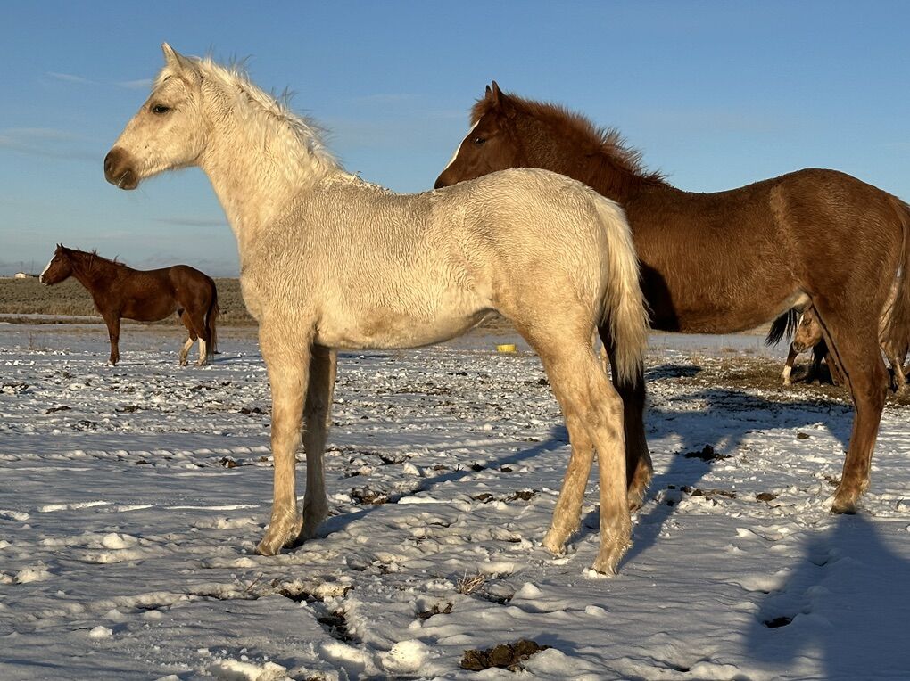 Nu Chex To Cash/ Paddys Irish Whiskey