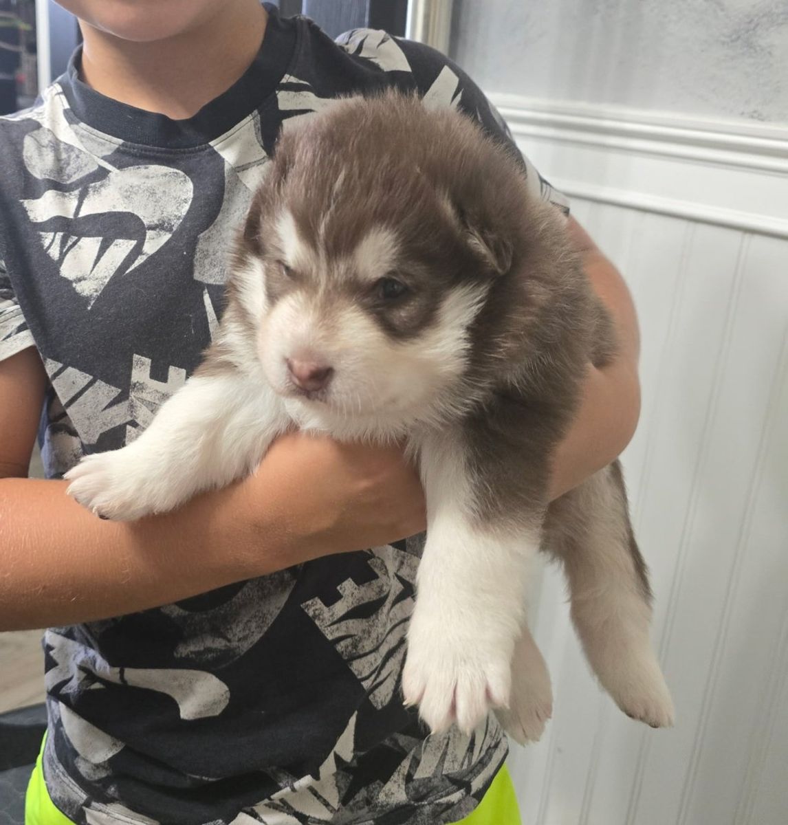 Husky / Alaskan Malamute Puppies