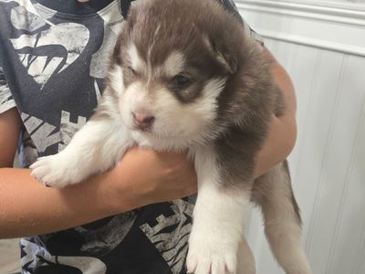 Husky / Alaskan Malamute Puppies