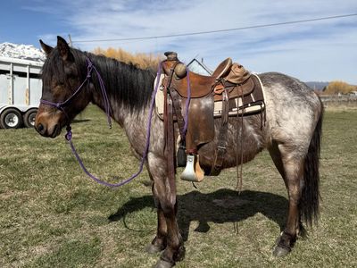 2 Yr Old Bayroan Filly